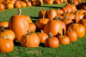 Fun Fall Activities for All